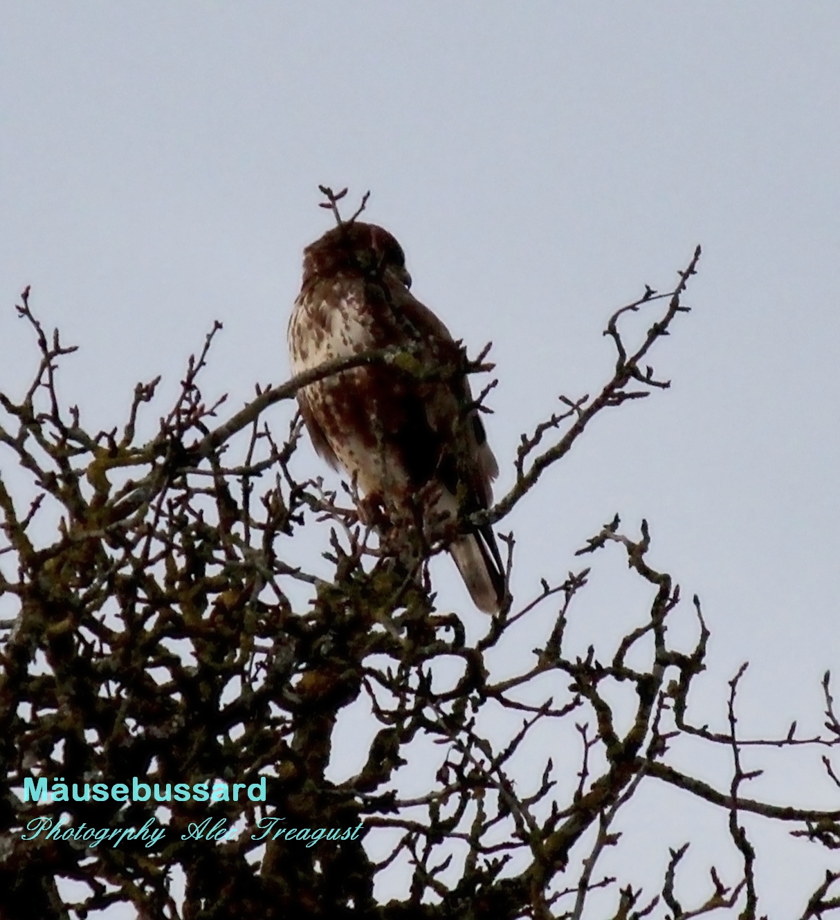 Mäusebussard