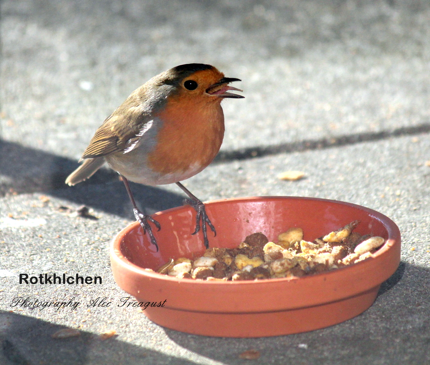 Rotkehlchen