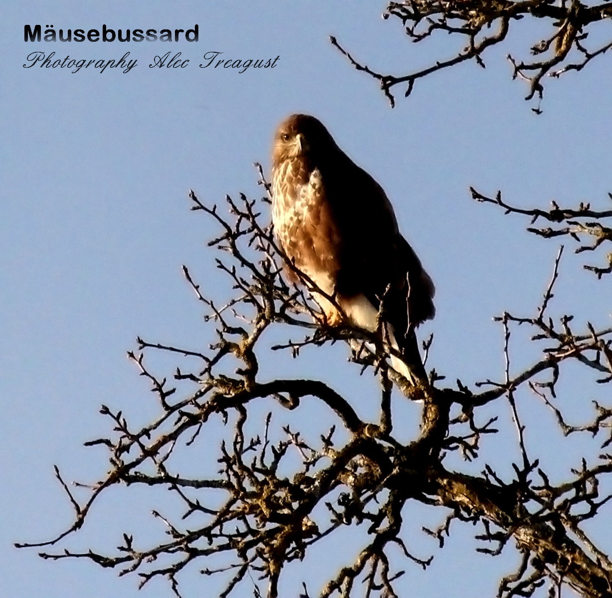 Auf der Jagd