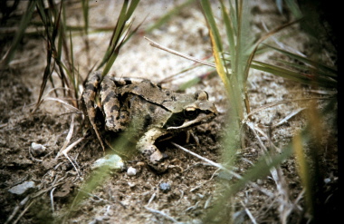 Grassfrosch