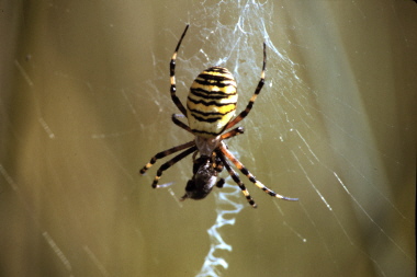 Wespenspinne (Argiope bruennichi)