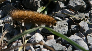 Raupe Braunen Bär