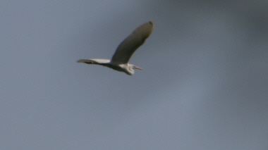 Albino Graureiher 20.10.2012