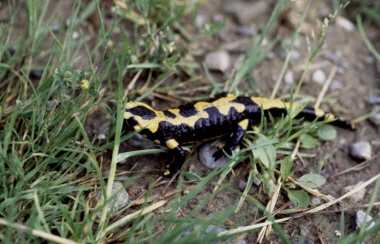 Feuersalamander