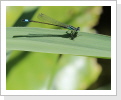 Grosse Pechlibelle (Ischnura elegans) Grosse Pechlibelle (Ischnura elegans)