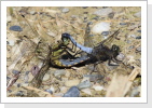 Grosse Blaupfeil (Orthetrum cancellatum) paarung Grosse Blaupfeil (Orthetrum cancellatum) paarung