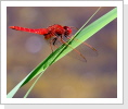 Feuerlibelle (Crocothemis erythraea) Feuerlibelle (Crocothemis erythraea)