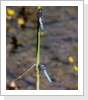 Grosse und Südliche Blaupfeil Grosse und Südliche Blaupfeil