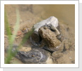 Gelbbauchunke (Bombina variegata variegata) Gelbbauchunke (Bombina variegata variegata)