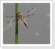 Vierfleck (Libellula quadrimaculata) Vierfleck (Libellula quadrimaculata)