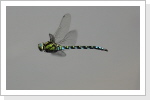 Blaugrüne Mosaikjungfer (Aeshna cyanea) männchen Blaugrüne Mosaikjungfer (Aeshna cyanea) männchen