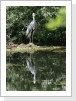 Graureiher (Ardea cinerea) Graureiher (Ardea cinerea)