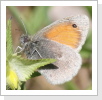 Kleiner Heufalter (Coenonympha pamphilus)