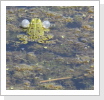 Wasserfrosch (Rana esculenta) Wasserfrosch (Rana esculenta)