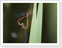 Fruehe Adonislibelle (Pyrrhosoma nymphula) Fruehe Adonislibelle (Pyrrhosoma nymphula)