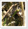 Blaugrüne Mosaikjungfer (Aeshna cyanea) eiablage Blaugrüne Mosaikjungfer (Aeshna cyanea) eiablage
