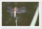 Plattbauchlibelle (Libellula depressa) Plattbauchlibelle (Libellula depressa)