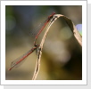 Fruehe Adonislibelle (Pyrrhosoma nymphula) Fruehe Adonislibelle (Pyrrhosoma nymphula)