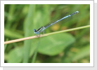 Gemeine Federlibelle (Platycemis pennipes) Männchen Gemeine Federlibelle (Platycemis pennipes) Männchen