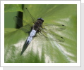 Spitzenfleck (Libellula fulva) Spitzenfleck (Libellula fulva)