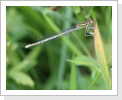 Gemeine Federlibelle (Platycnemis pennipes) Weibchen Gemeine Federlibelle (Platycnemis pennipes) Weibchen