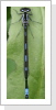 Fledermaus Azurjungfer (Coenagrion pulchellum) Männchen