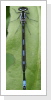 Fledermaus Azurjungfer (Coenagrion pulchellum) Männchen Fledermaus Azurjungfer (Coenagrion pulchellum) Männchen