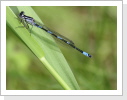 Fledermaus Azurjungfer (Coenagrion pulchellum) Män