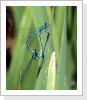 Hufeisen Azurjungfer (Coenagrion puella) paarungs Rad