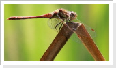 Grosse Heidelibelle (Sympetrum striolatum) Grosse Heidelibelle (Sympetrum striolatum)