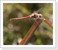 Grosse Heidelibelle (Sympetrum striolatum) Grosse Heidelibelle (Sympetrum striolatum)