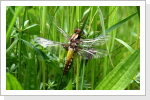 Plattbauchlibelle (Libellula depressa) Plattbauchlibelle (Libellula depressa)