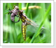 Plattbauchlibelle (Libellula depressa) Plattbauchlibelle (Libellula depressa)