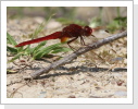 Feuerlibelle (Crocothemis erythraea) Feuerlibelle (Crocothemis erythraea)