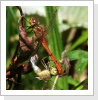 Südliche Heidelibelle (Sympetrum meridionale) Südliche Heidelibelle (Sympetrum meridionale)