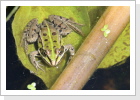 Wasserfrosch (Rana esculenta) Wasserfrosch (Rana esculenta)