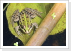 Wasserfrosch (Rana esculenta)