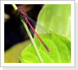 Fruehe Adonislibelle (Pyrrhosoma nymphula) Fruehe Adonislibelle (Pyrrhosoma nymphula)