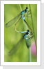 Grosse Pechlibelle (Ischnura elegans) Grosse Pechlibelle (Ischnura elegans)