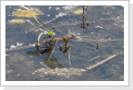 Grosse Königslibelle (Anax imperator) Eiablage