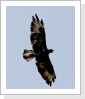 Mäusebussard (Buteo buteo) Mäusebussard (Buteo buteo)