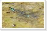 Kleines Granatauge (Erythromma viridulum) Kleines Granatauge (Erythromma viridulum)