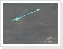 Hufeisen Azurjungfer (Coenagrion puella) im Flug Hufeisen Azurjungfer (Coenagrion puella) im Flug