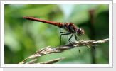 Grosse Heidelibelle (Sympetrum striolatum) männchen