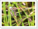 Grosse Heidelibelle (Sympetrum striolatum) weibchen