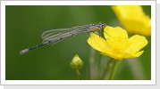 Hufeisen Azurjungfer (Coenagrion puella) m Hufeisen Azurjungfer (Coenagrion puella) m