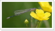 Hufeisen Azurjungfer (Coenagrion puella) m