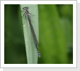 Hufeisen Azurjungfer (Coenagrion puella) w Hufeisen Azurjungfer (Coenagrion puella) w