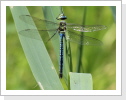 Grosse Koenigslibelle (Anax imperator)