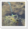 Hufeisen Azurjungfer (Coenagrion puella) Eiablag Hufeisen Azurjungfer (Coenagrion puella) Eiablag